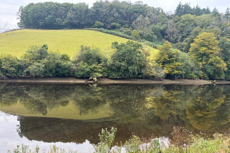 Riverbank trees are important to the health of the river. Picture: Nigel Mortimer