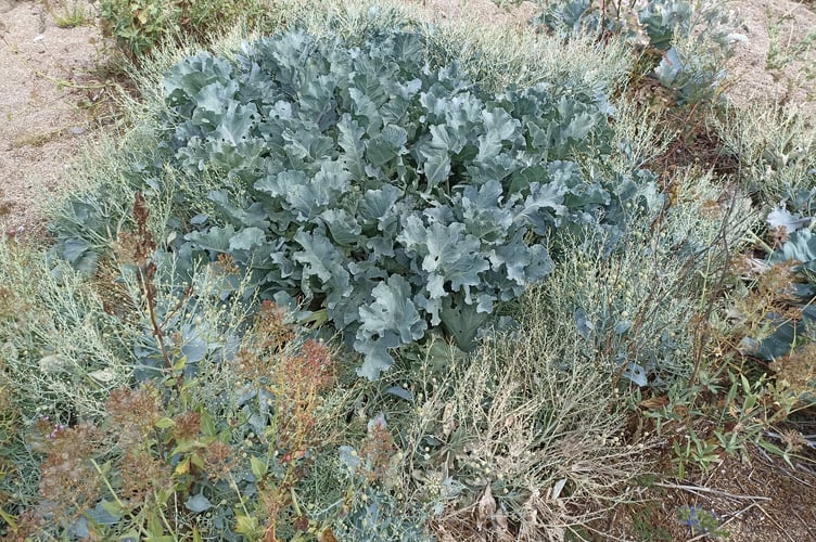 Sea kale. Picture: Nigel Mortimer