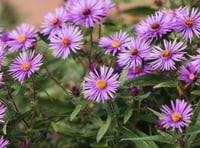 Plant these flowers now to keep your autumn garden vibrant