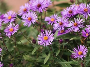 Plant these flowers now to keep your autumn garden vibrant