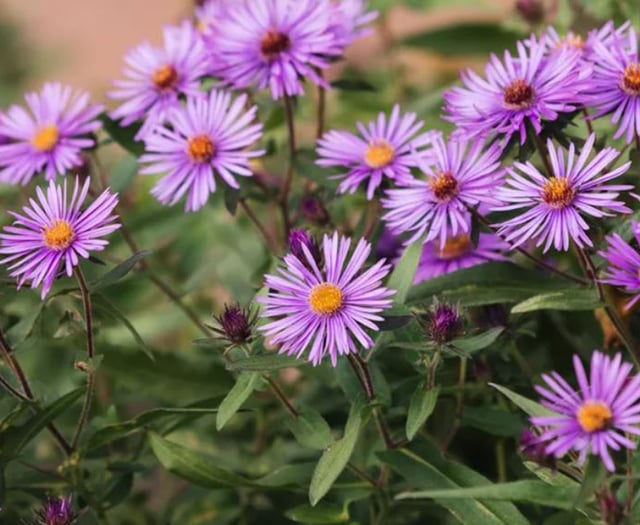 Plant these flowers now to keep your autumn garden vibrant