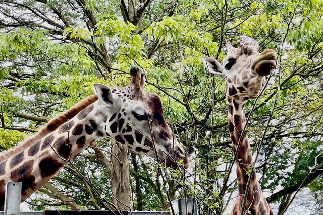 Devon MP urges government to save zoos