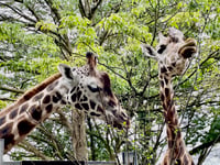 Devon MP urges government to save zoos