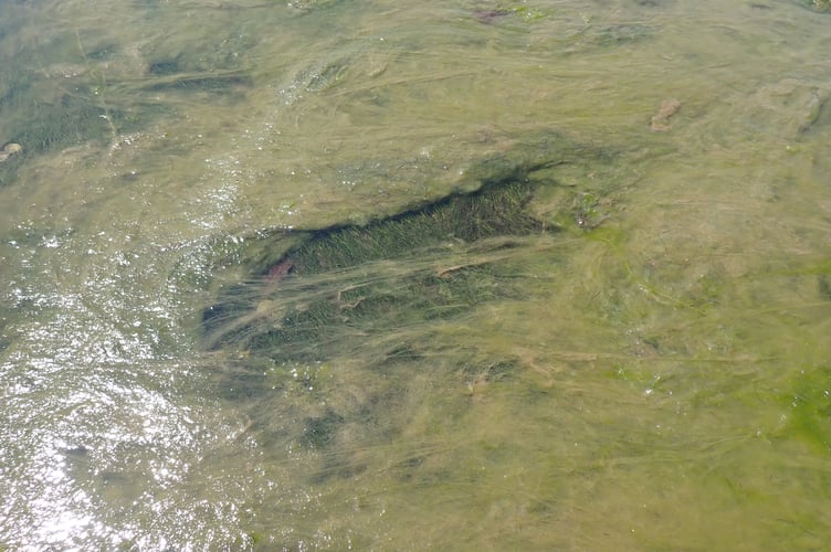 dwarf seagrass being smothered by a blanket of green seaweed