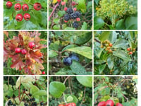 A Creekside Wander, Nature Diary by Alice Henderson 