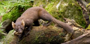 Pine martens released in Dartmoor