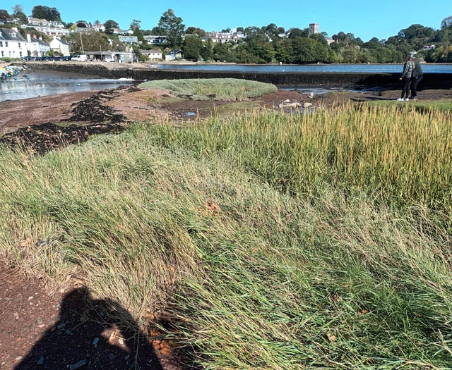 Restoration to be carried out on Stoke Gabriel salt marsh