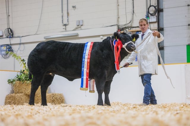 The finest of primestock is heading to AGRIFEST