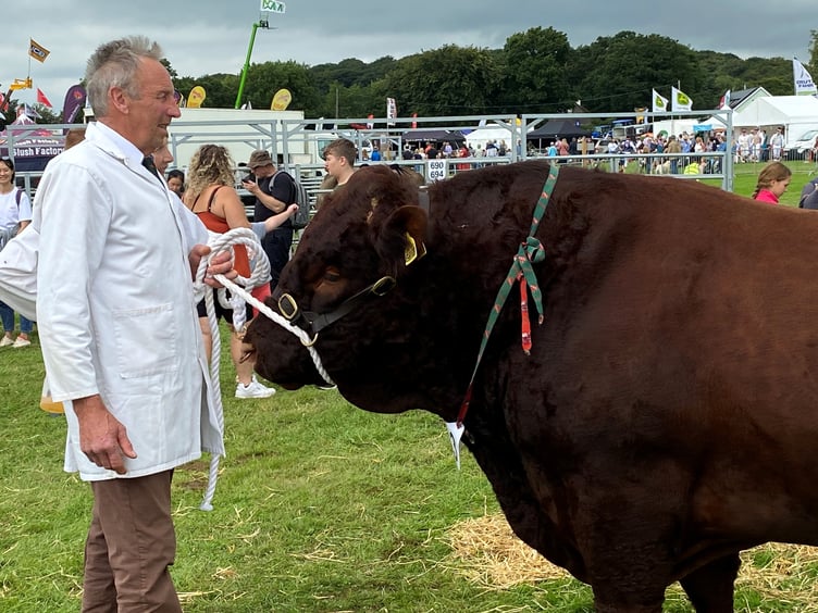 Okehampton Show cow - LDRS