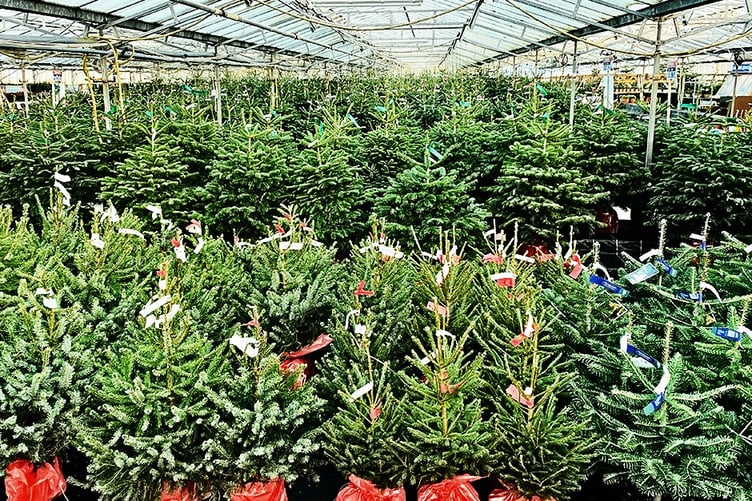 plants galore