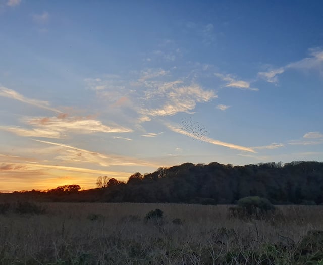 Nature Diary by Alice Henderson | Squealing pigs and dancing birds