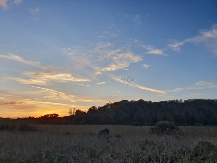 Nature Diary 20.11.24 The higher Ley by Alice Henderson