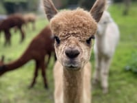 ‘Keep dogs on leads’ urges farmer after alpaca killed in attack