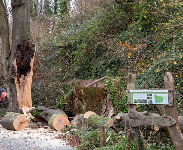 Zoo’s ancient tree badly damaged in gales 