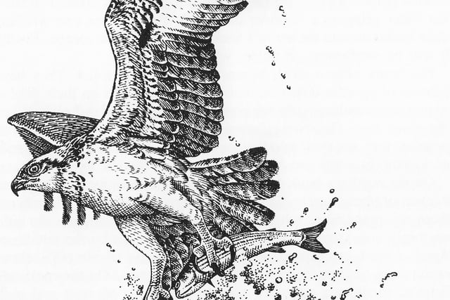 Nature Diary by Gordon Waterhouse | Sketching the soul of the estuary