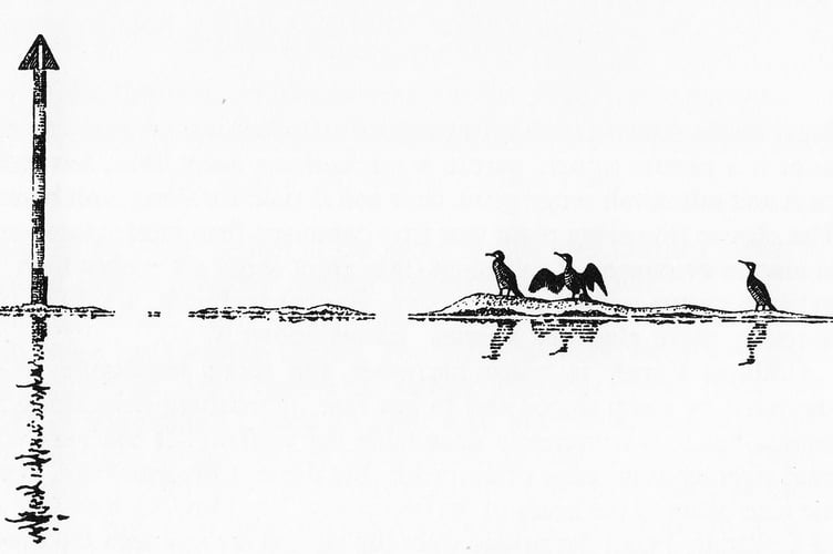 Illustration7Cormorant - Mick Loates