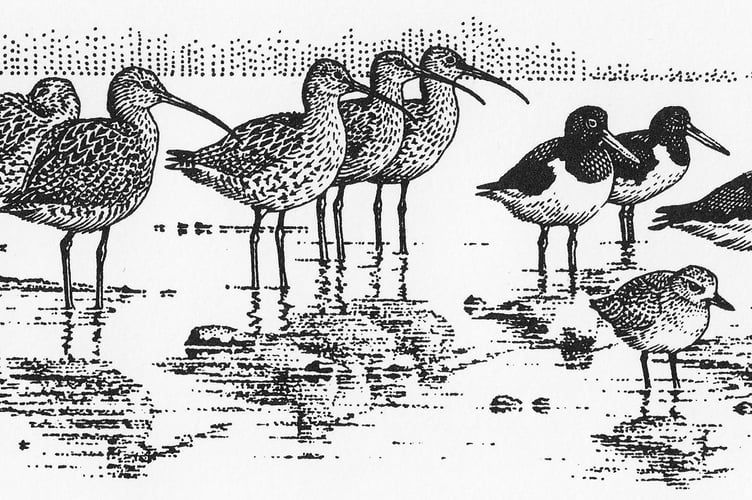 Illustration1CurlewOystercatcherPlover - Mick Loates