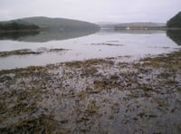 Nature Diary by Nigel Mortimer | Our ria-type estuaries