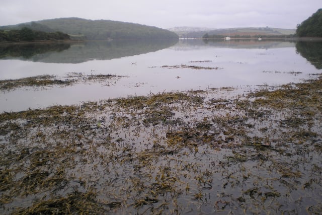Nature Diary by Nigel Mortimer | Our ria-type estuaries