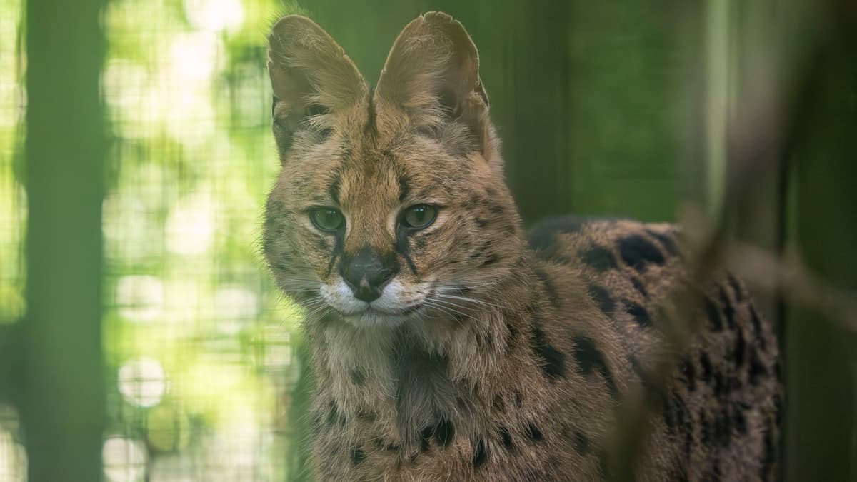 Serval cat rescued and rehomed at Dartmoor Zoo, after Cat Survival