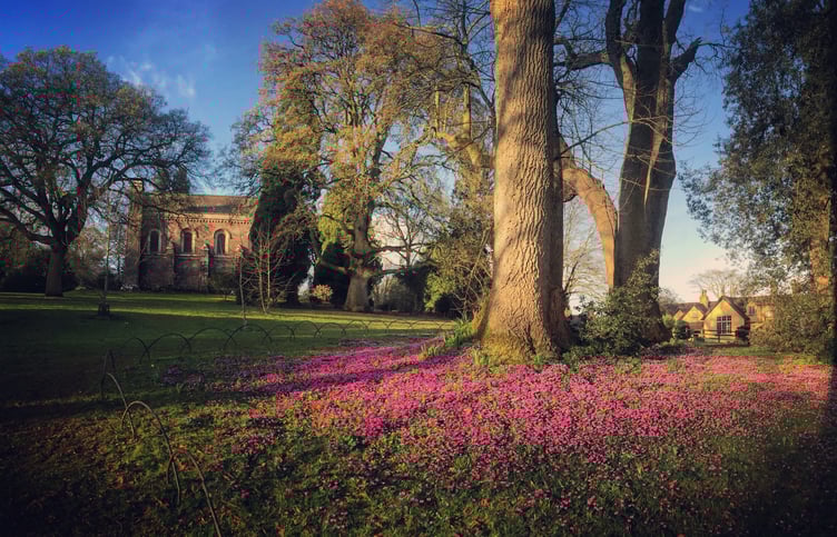 A drift of pink cyclamen near the chapel at Killerton, Devon.