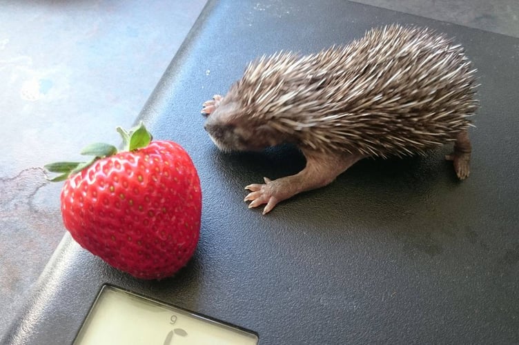 Hedgehogs get a helping hand from charity Prickles in a Pickle
