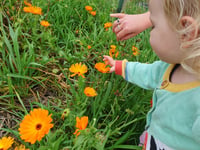 Common Flora earns accreditation for farm education