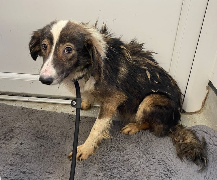 One of the dogs found in the caravan at Iddesleigh, before receiving RSPCA care