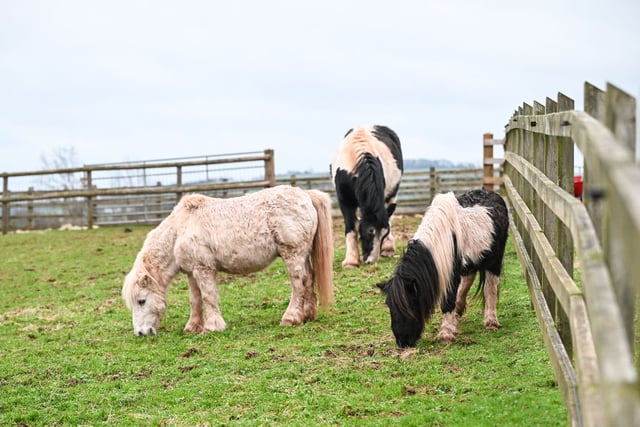 Mare and Foal Sanctuary Rescues Ponies