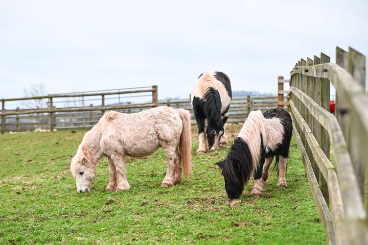 Willow, Hazel and Oakley at the Mare and Foal Sanctuary. 