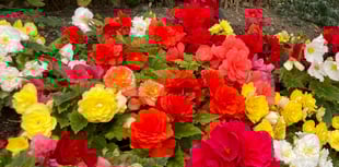 Woolwell in Bloom hosts successful community plant sale