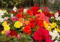 Woolwell in Bloom's community plant sale