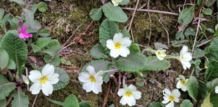Nature Diary by Fiona van Es | Sensory Spring