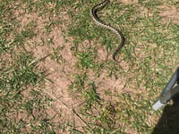 Woman warns after adder bite at Bolberry Down