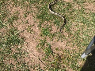 Woman warns after adder bite at Bolberry Down