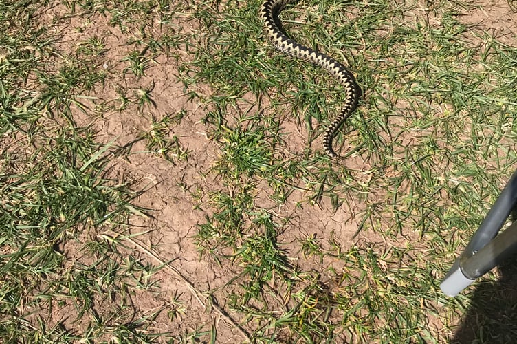 The Adder that bit the unsuspecting lady at Bolberry Down