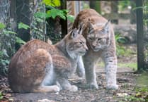 Meet the lynx siblings at Dartmoor Zoo