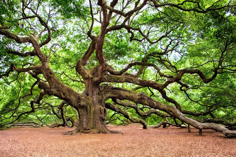 An old Oak tree - Image by RegalShave from Pixabay