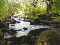 South Hams spring beauty captured