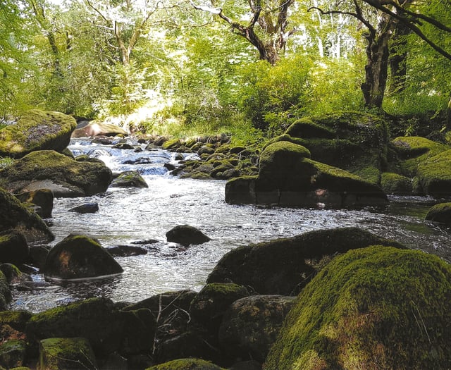 South Hams spring beauty captured