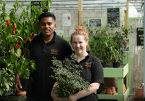South Devon Chilli Farm prepare for Manzanilla Tropical Chilli Jam launch