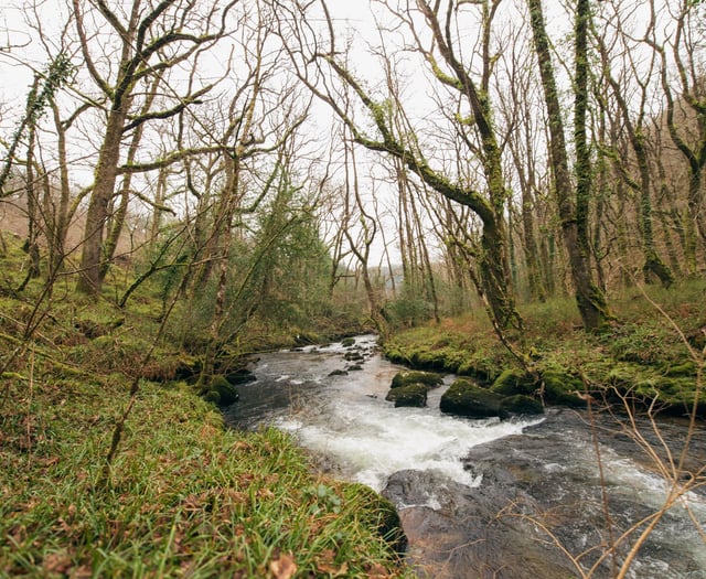 Woodland Trust seeks £2.8m to restore South Hams temperate rainforest