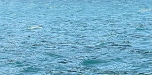 Deer rescued from sea 