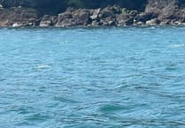 Deer rescue: A surprise at sea