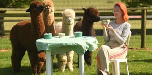 Devon County Show launches Alpaca Café for 2025