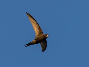 Caroline Snow | Swifts need our help
