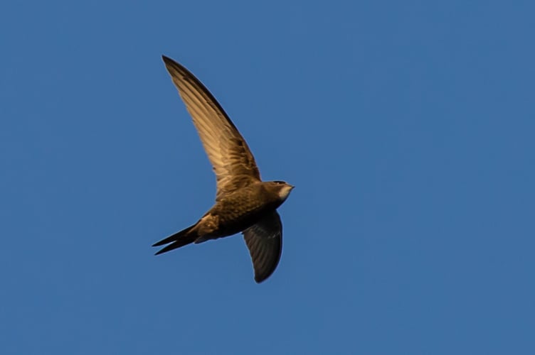 swift by Image by Kev from Pixabay