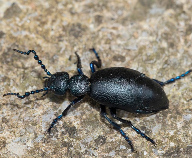 Geoff Foale | Insects out of sync
