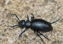 Geoff Foale | Insects out of sync