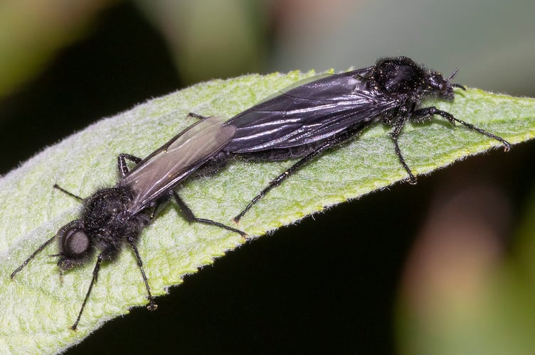 St Marks Fly - Bibio marci pair - Geoff Foale